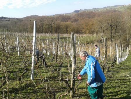 Člani TND Razkrižje obdelujejo vinograd v Šprincu 3
